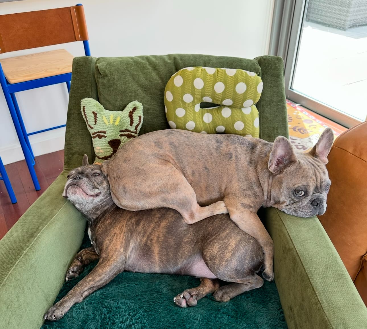 Already a rough one for my Frenchies! Theodore (4) sits on Preston (6).